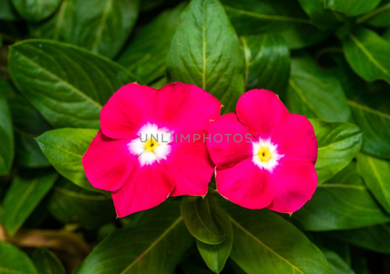 Catharanthus roseus - close-up of flowers of a plant with red petals