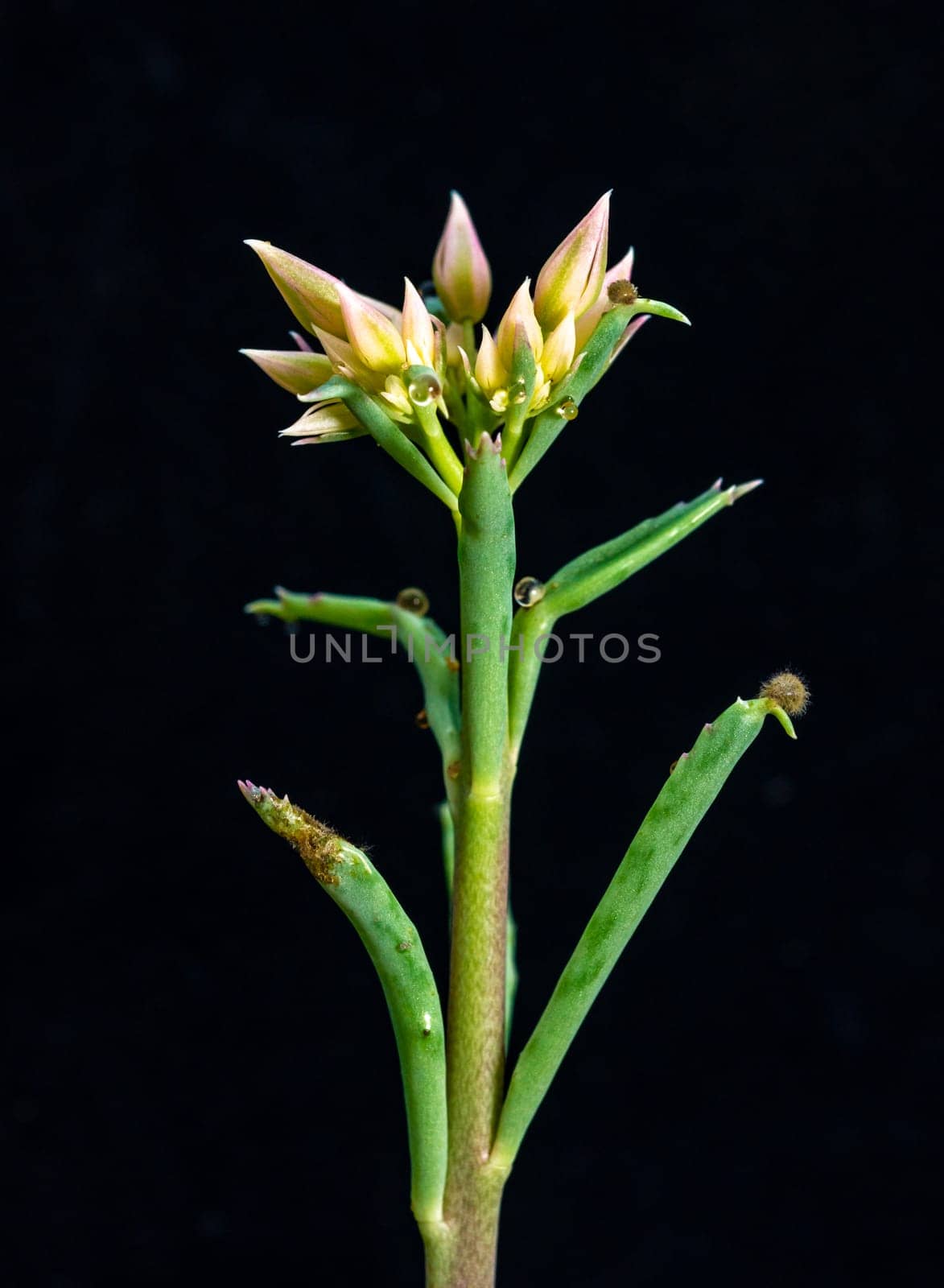 Kalanchoe sp. - inflorescence of a succulent plant on a black background by Hydrobiolog