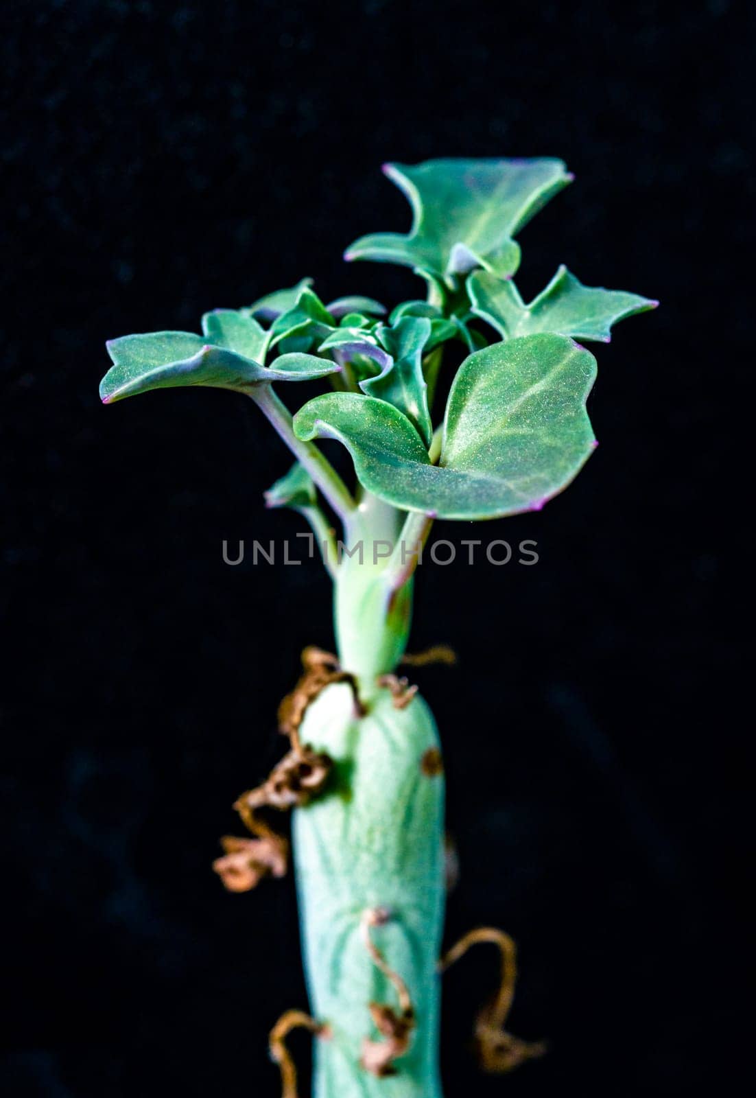 Senecio articulata - succulent plant with thick succulent leaves