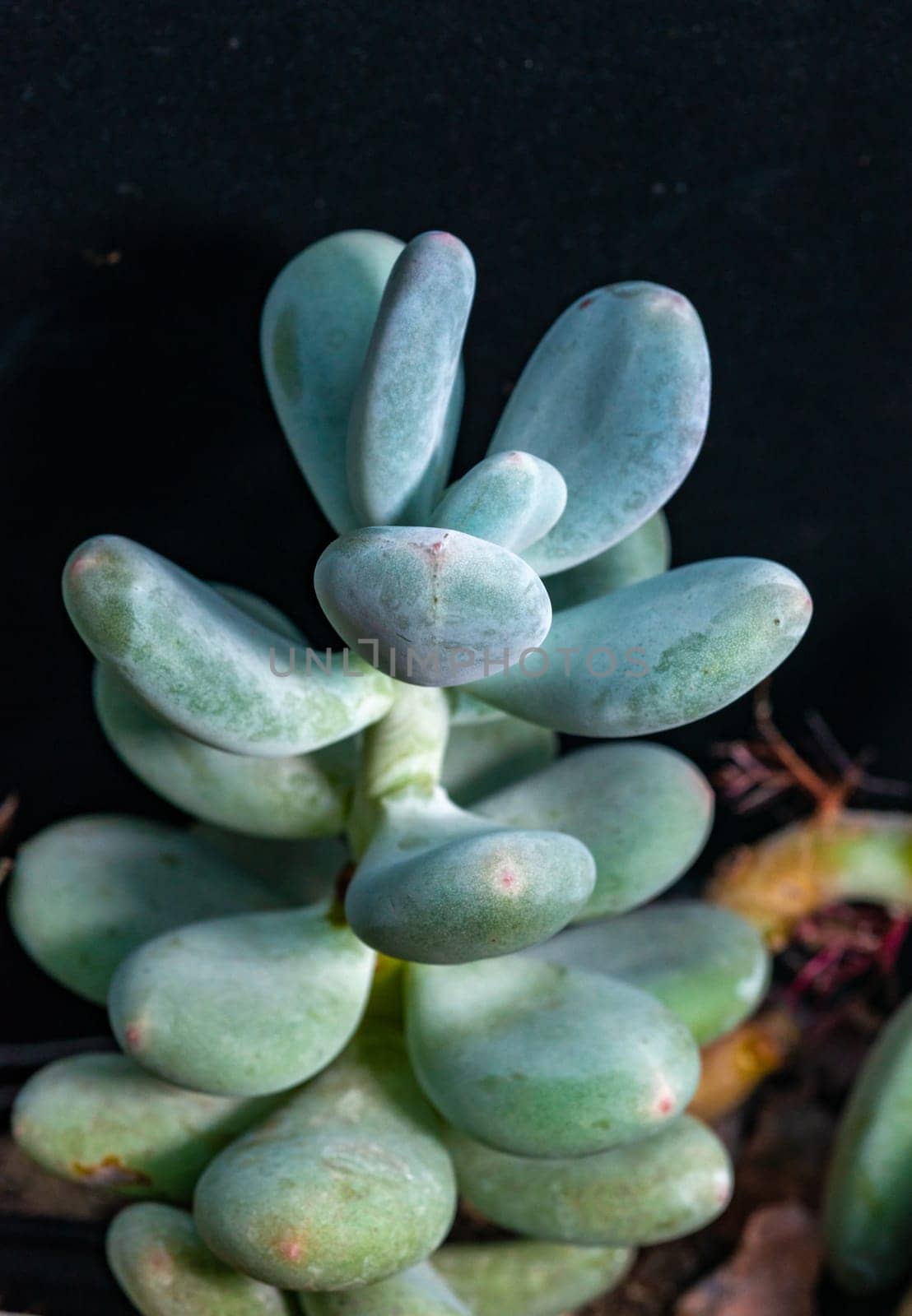 Pachyphytum oviferum - succulent plant with thick, succulent leaves that store water by Hydrobiolog