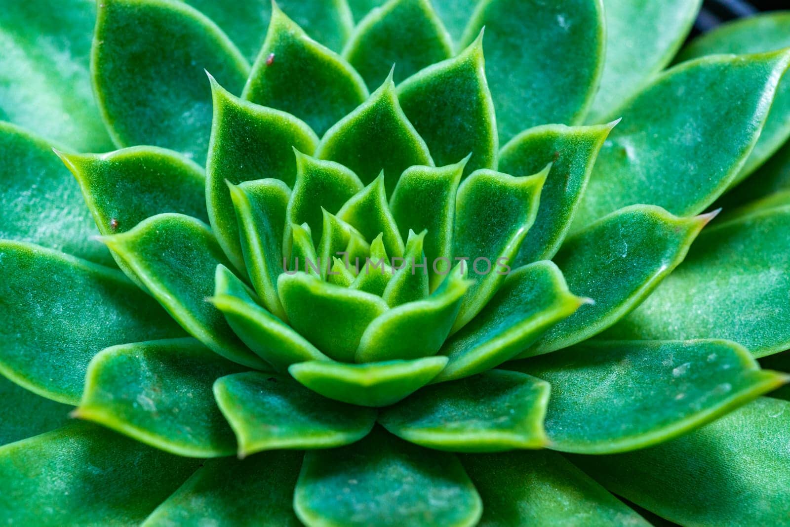 Close-up, succulent leaves of a succulent plant (Echeveria sp.) in a botanical collection by Hydrobiolog