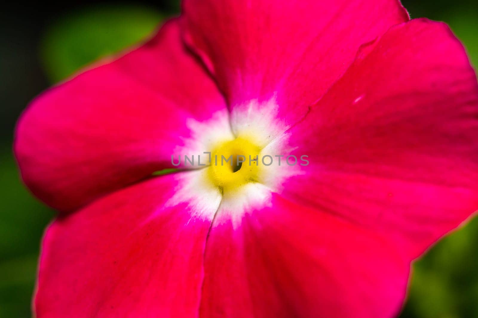 Catharanthus roseus - close-up of flowers of a plant with red petals by Hydrobiolog