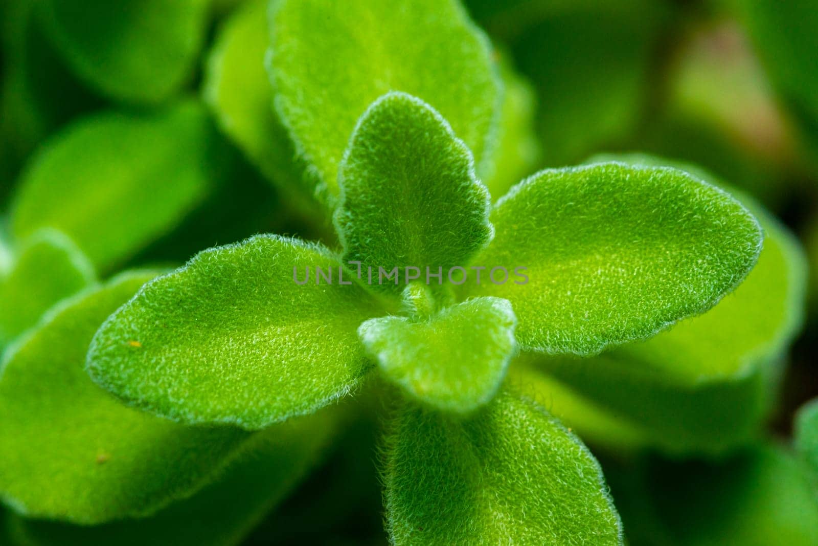 Rosette of bright green leaves of a spicy medicinal plant