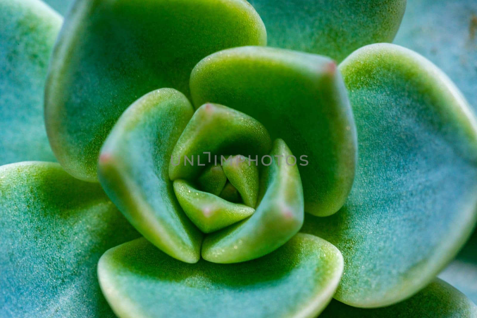 Close-up, succulent leaves of a succulent plant (Echeveria sp.) in a botanical garden collection by Hydrobiolog