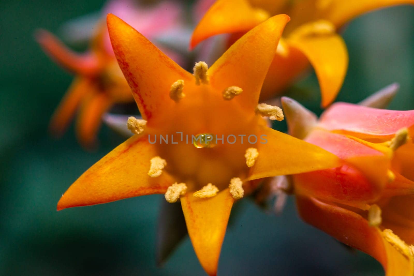 Close-up of a flower, succulent leaves of a succulent plant (Echeveria sp.) in a botanical collection by Hydrobiolog