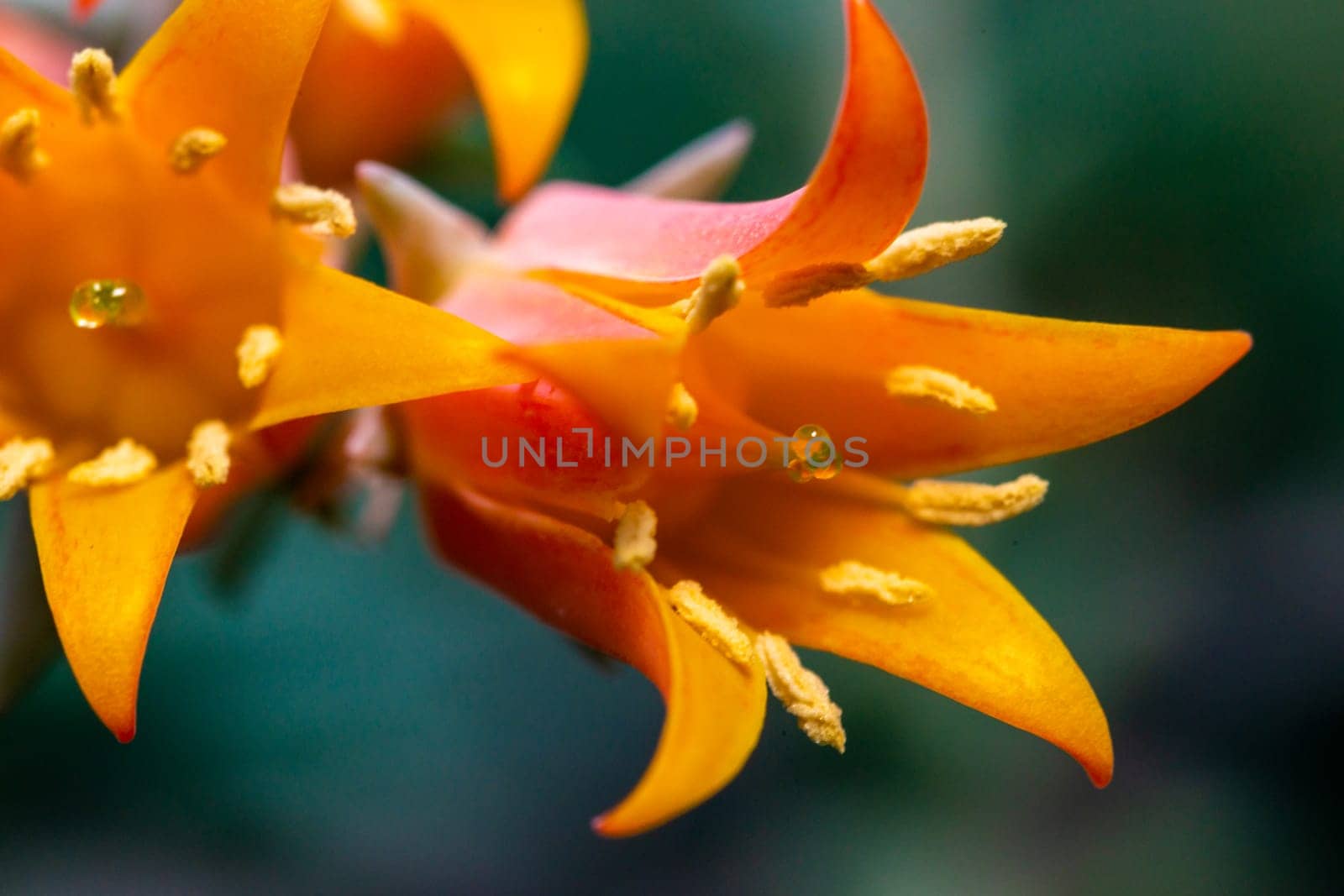 Close-up of a flower, succulent leaves of a succulent plant (Echeveria sp.) in a botanical collection