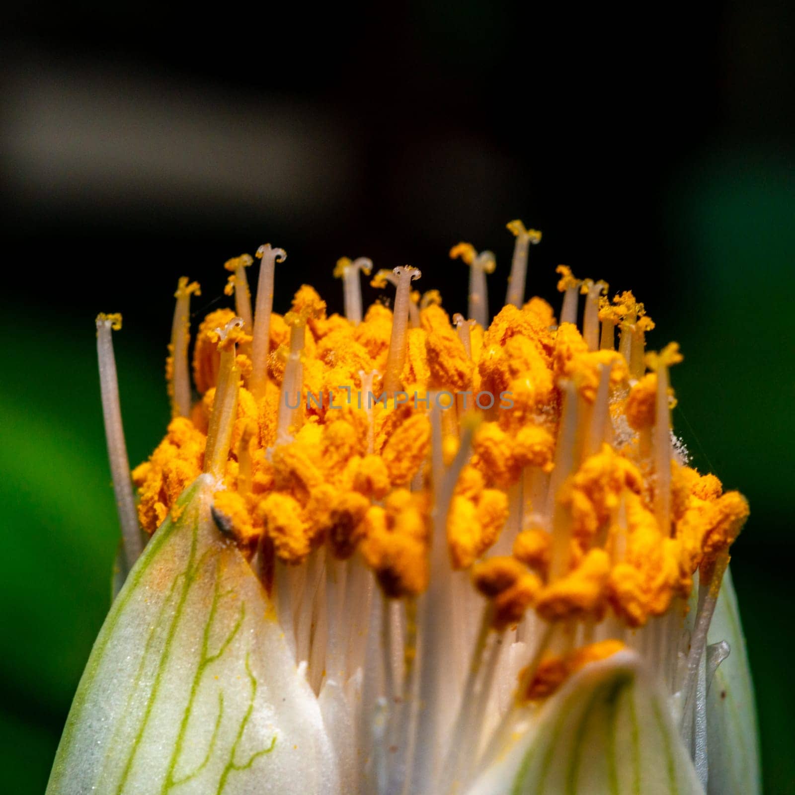Haemanthus albiflos - flower bud with bright yellow stamens by Hydrobiolog
