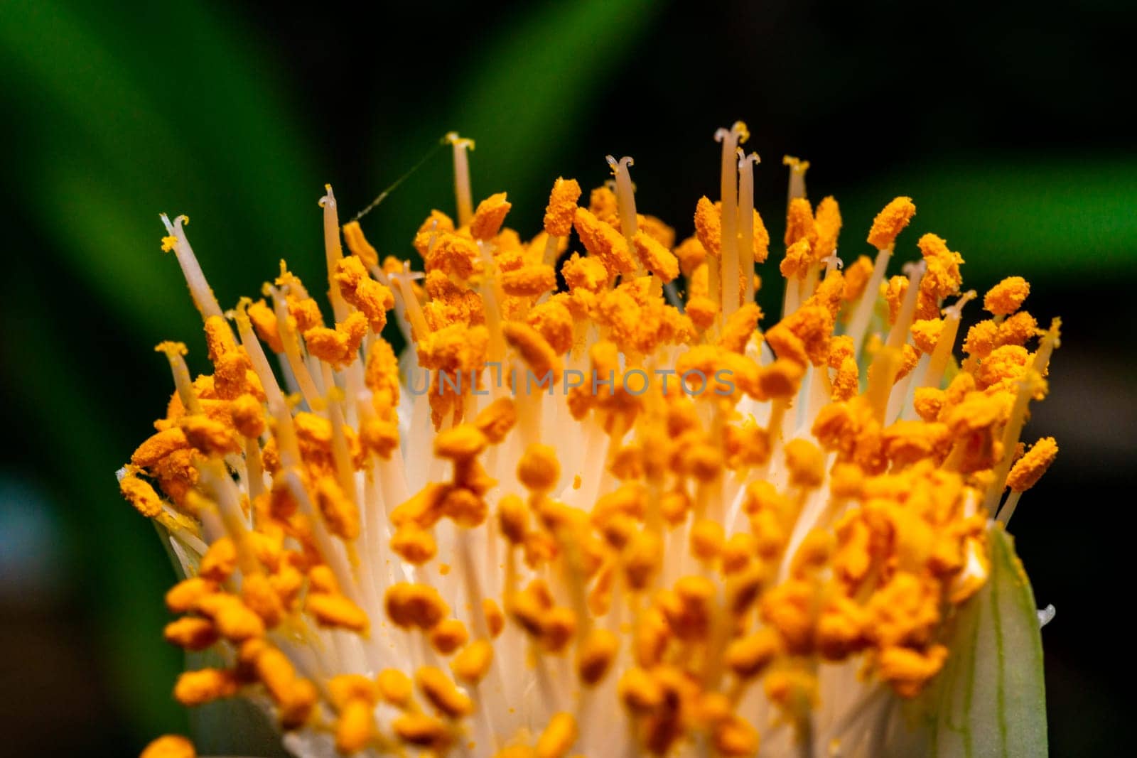 Haemanthus albiflos - flower bud with bright yellow stamens by Hydrobiolog