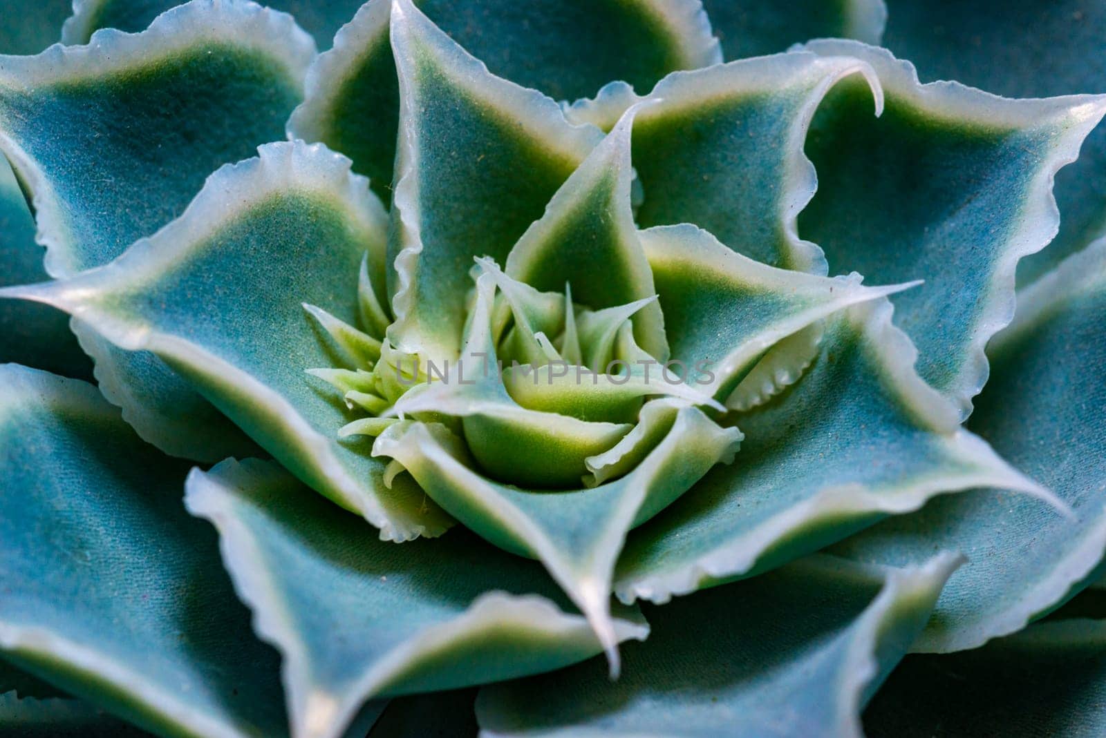 Close-up, succulent leaves of a succulent plant (Echeveria sp.) in a botanical collection