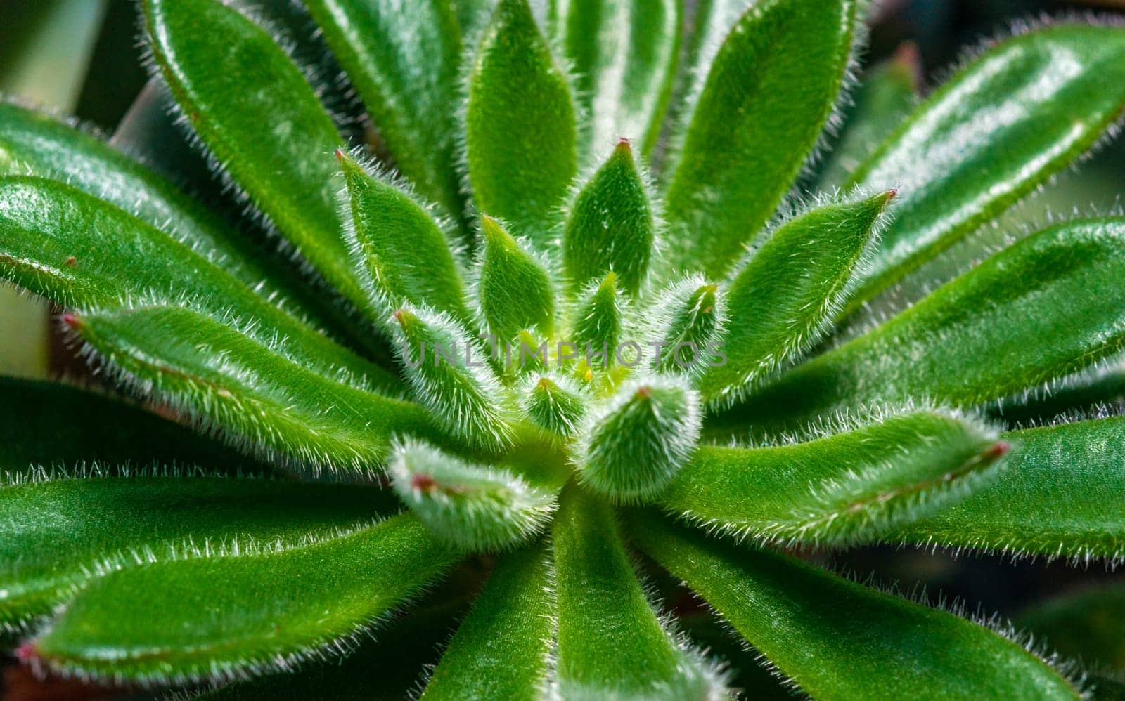 Close-up, succulent leaves of a succulent plant (Echeveria setosa) in a botanical collection
