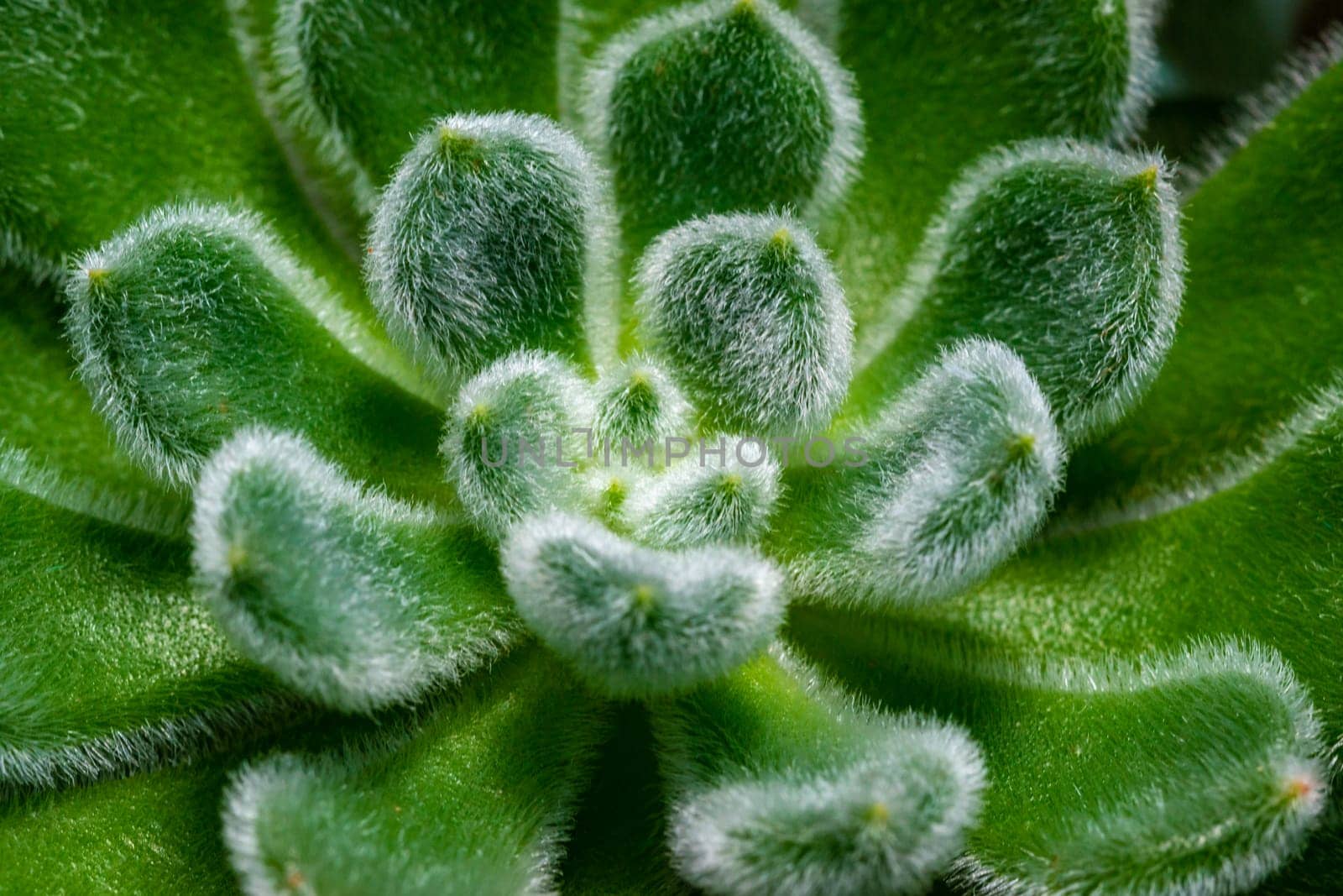 Close-up, succulent leaves of a succulent plant (Echeveria Setosa) in a botanical collection