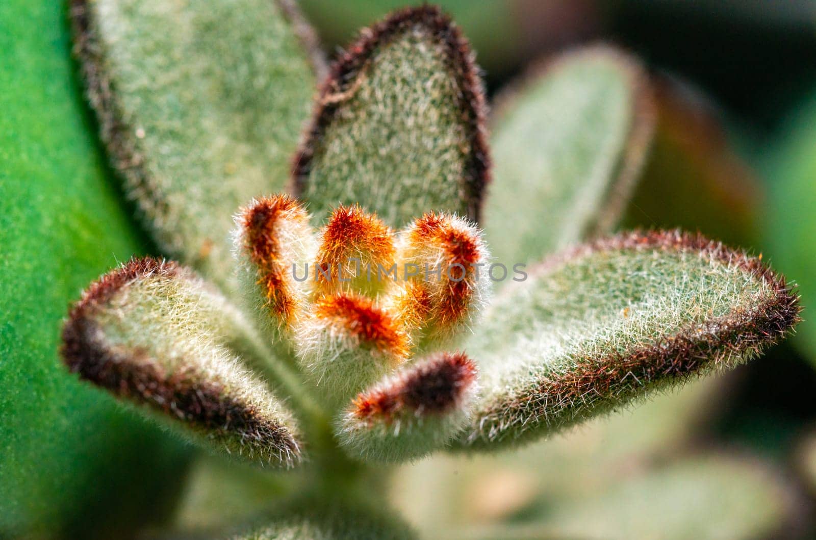 Kalanchoe tomentosa - succulent plant with thick succulent leaves by Hydrobiolog