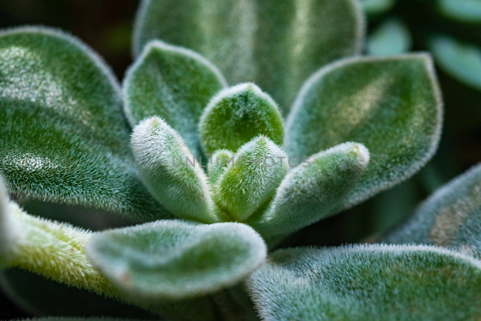 Close-up, succulent leaves of a succulent plant (Echeveria pulvinata) in a botanical collection by Hydrobiolog