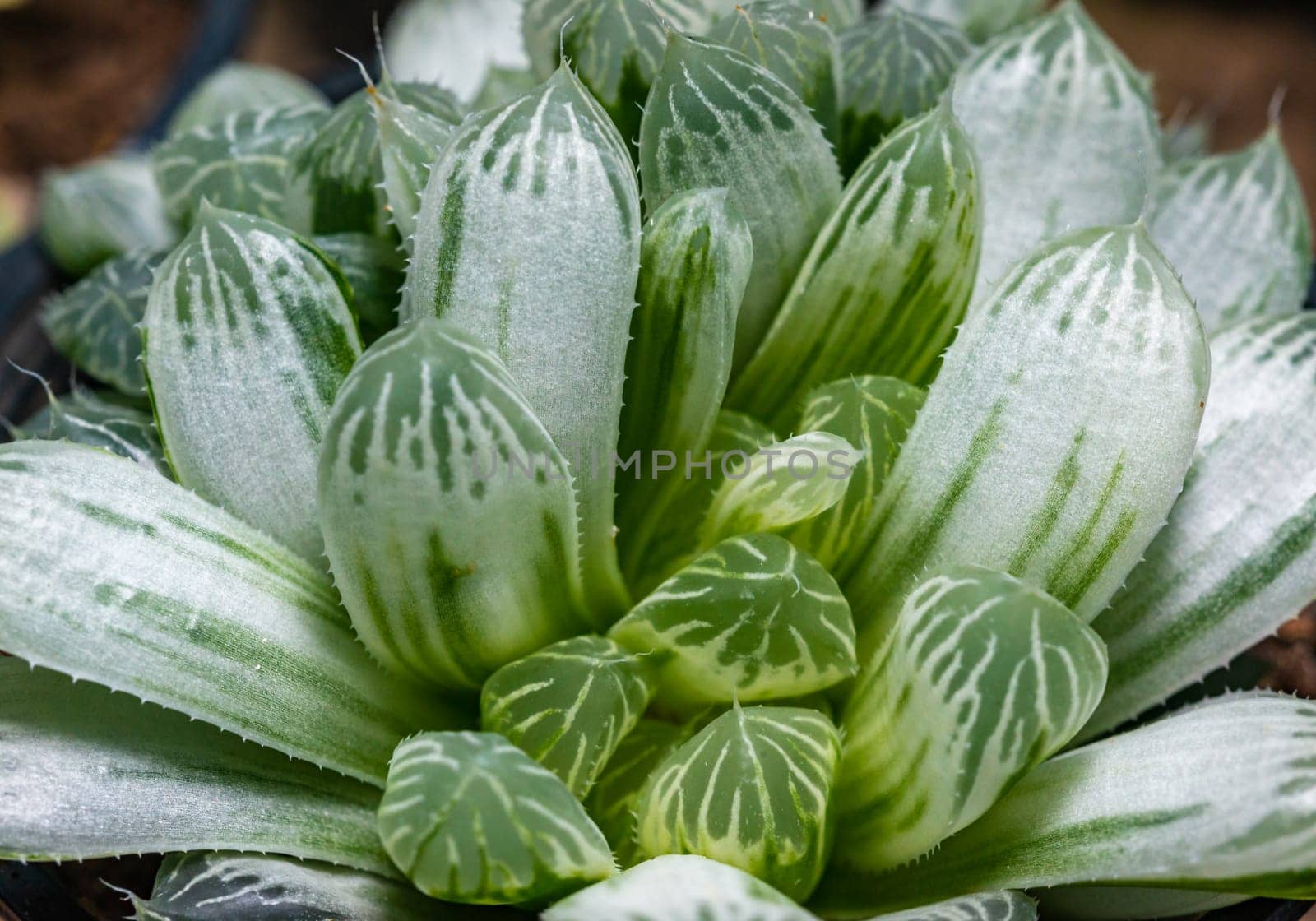 Haworthia cooperi variegata - succulent plant with thick succulent leaves by Hydrobiolog