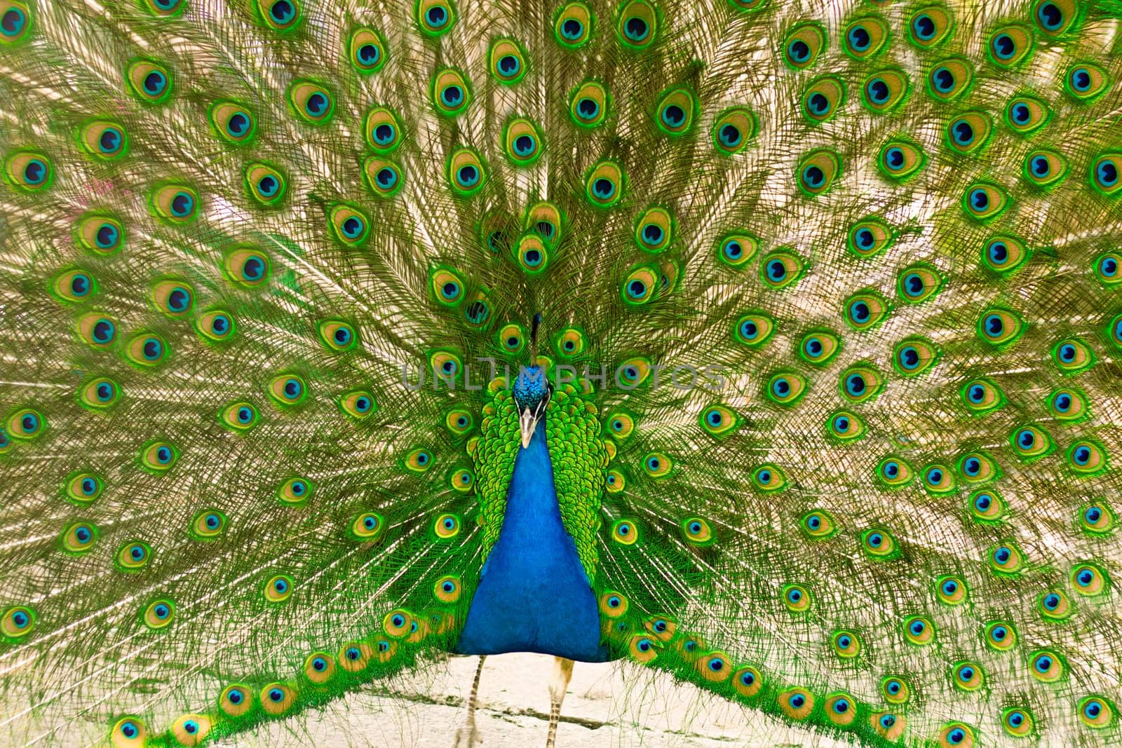 Male indian peacock showing its tail. An open tail with bright feathers by Suietska