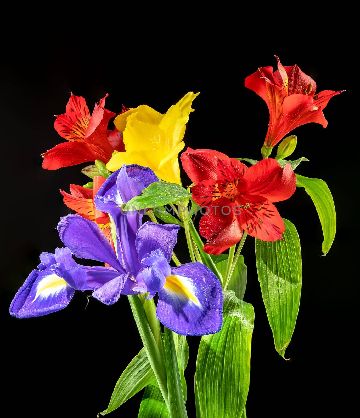 Beautiful blooming flowers with green leaves on a black background. Tricolor bouquet close-up.