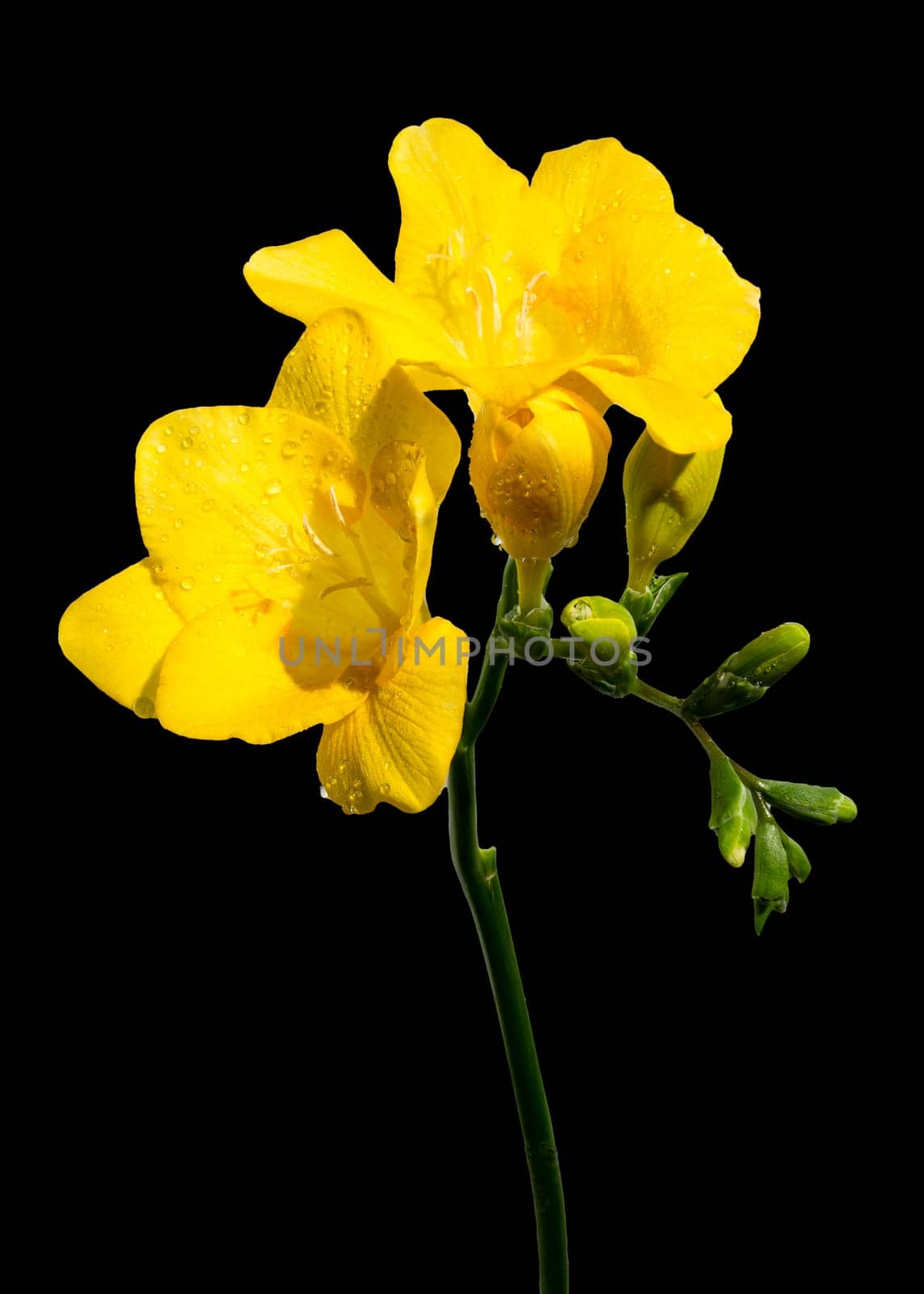 Beautiful Yellow freesia flower on a black background. Flower head close-up.