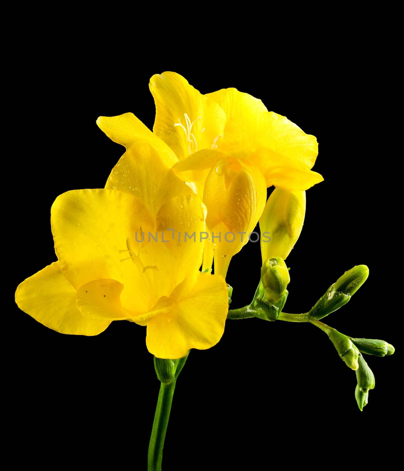 Beautiful Yellow freesia flower on a black background. Flower head close-up.