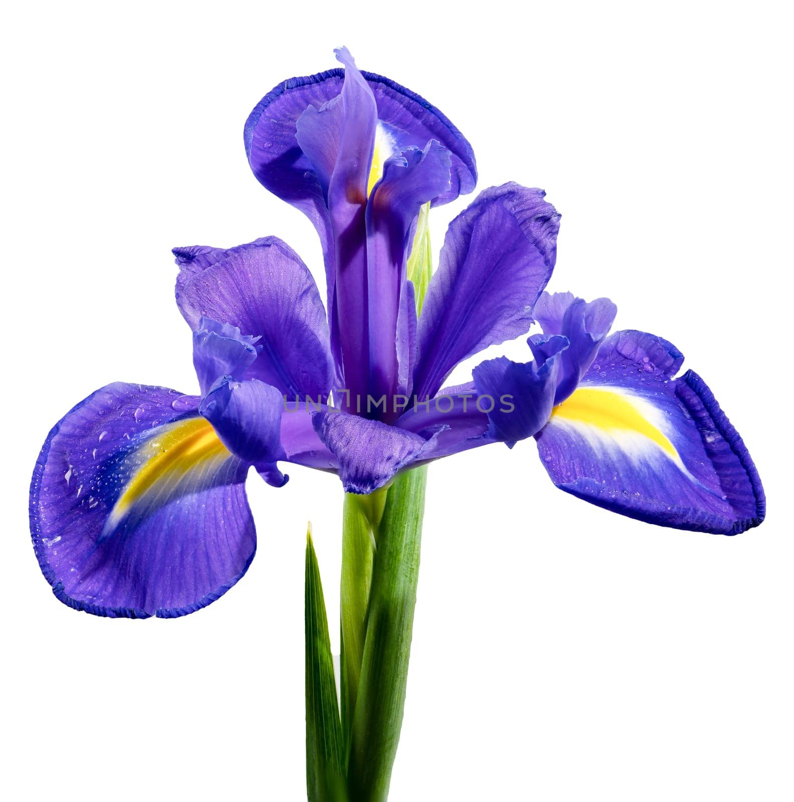 Dutch iris on a white background by Multipedia