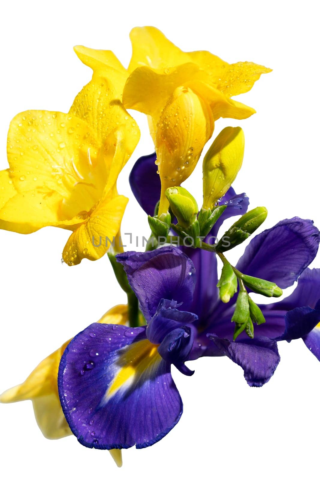 Beautiful Dutch iris isolated on white background. Flower head close-up.