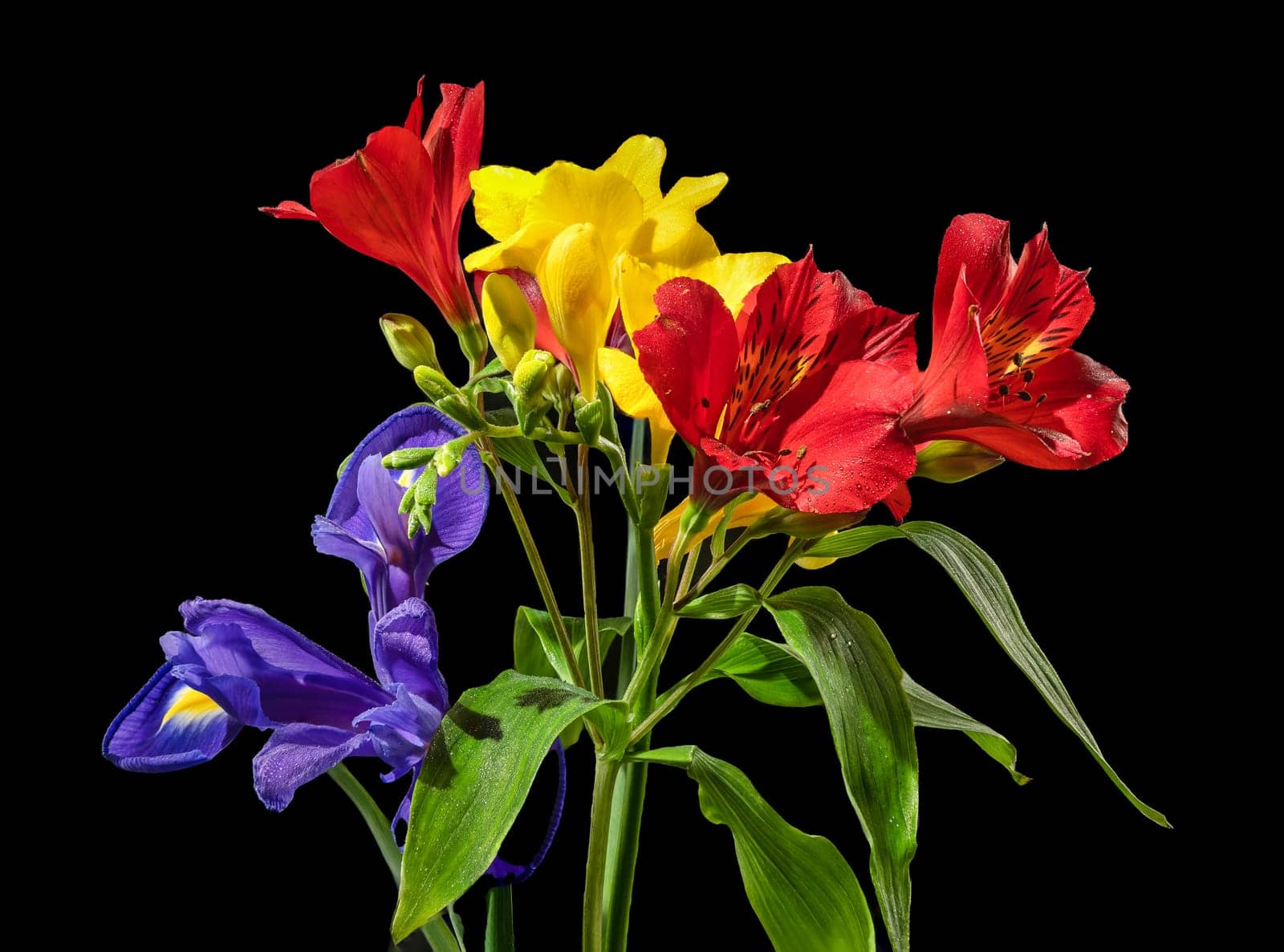 Tricolor bouquet on a black background by Multipedia