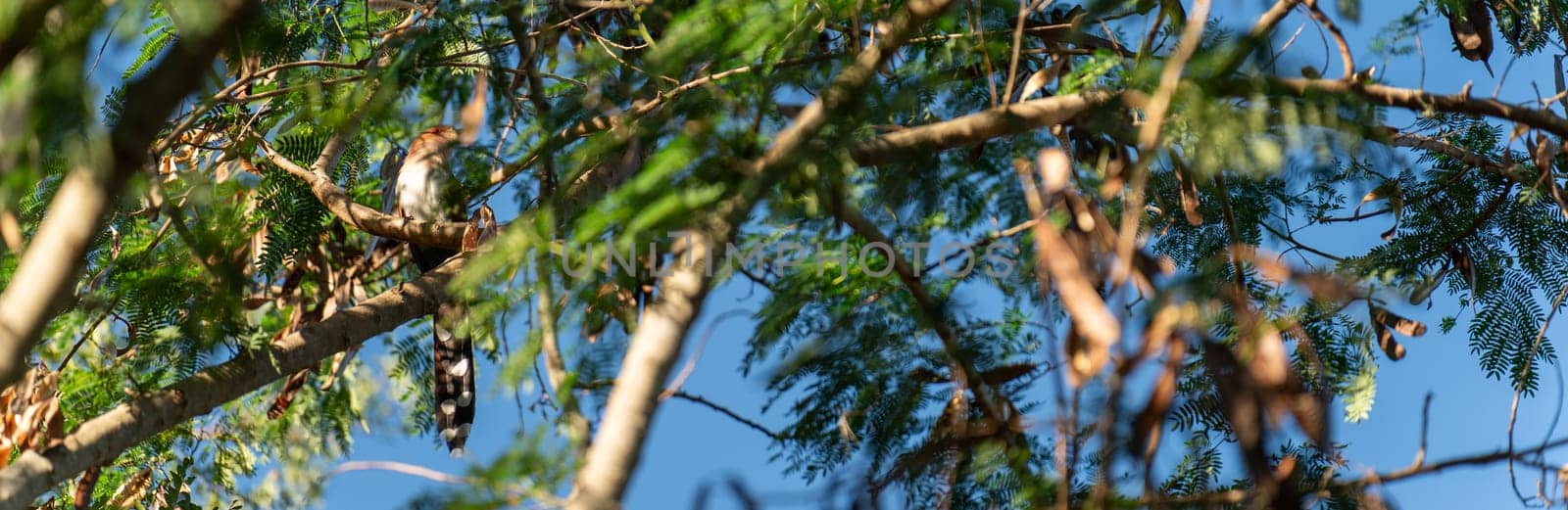 Channel-billed Cuckoo Perched Amongst Green Leaves by FerradalFCG