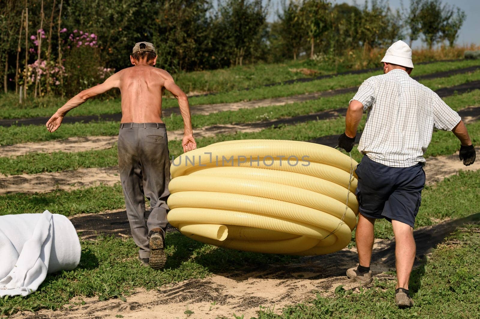 Workers carry a roll of yellow drainage pipe in their hands. Preparation for drainage works and removal of groundwater.