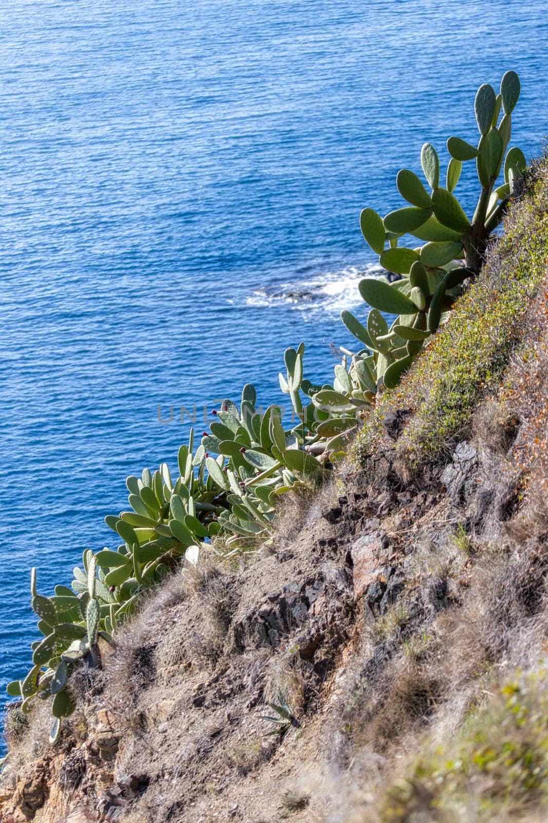 Green cactus plants in Spanish coastal in Costa Brava in spring by Digoarpi