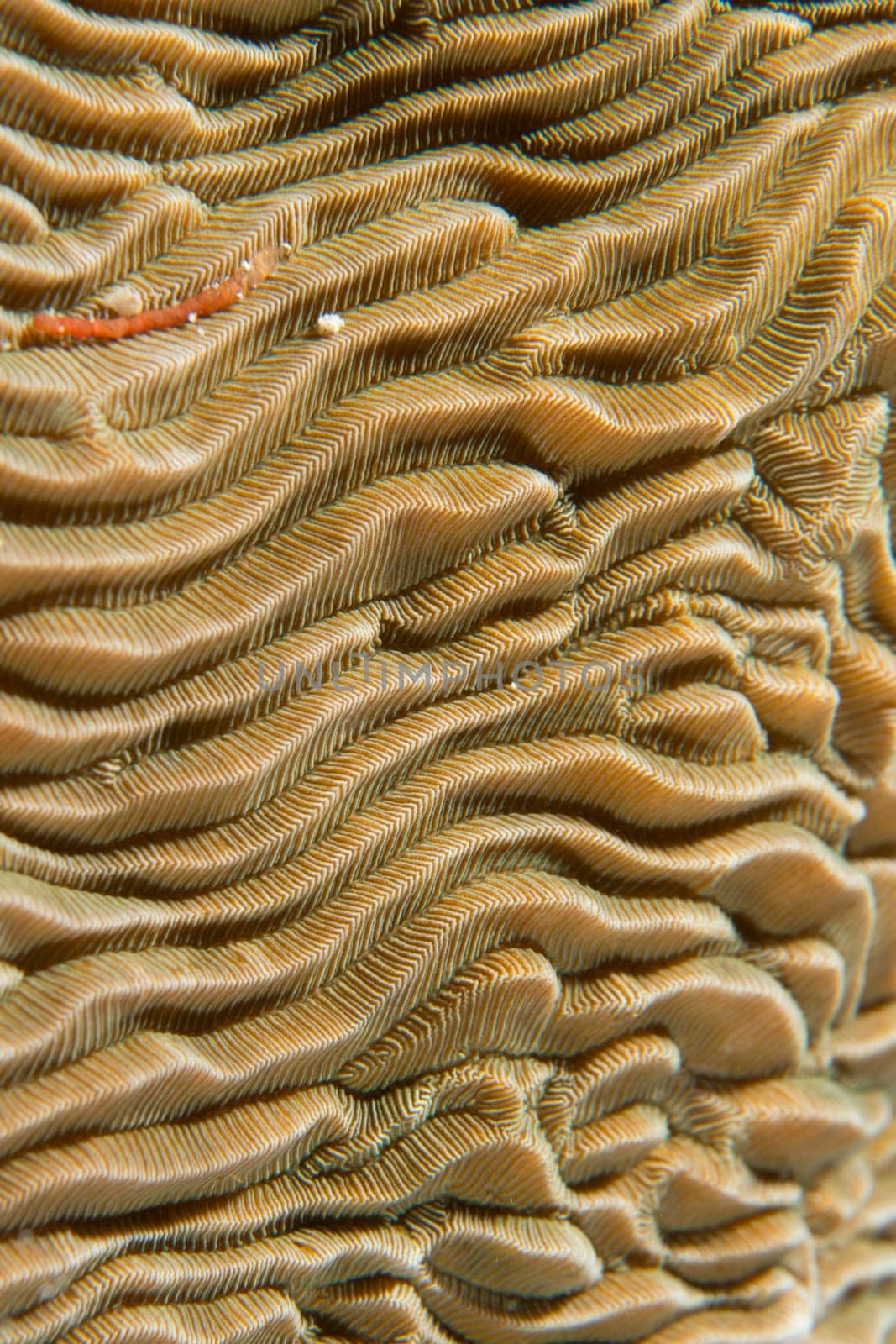 A colorful hard coral macro in Cebu Philippines