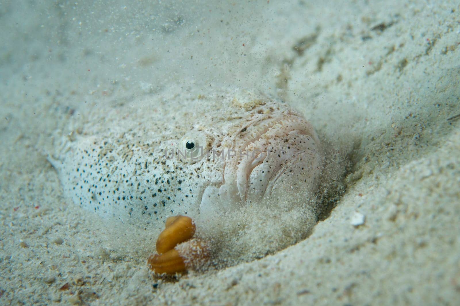 Stargazer priest fish hunting in sand in Philippines