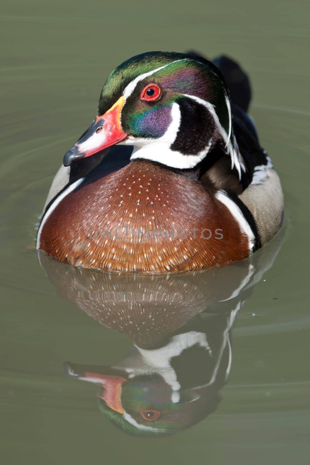 Duck portrait on green water background