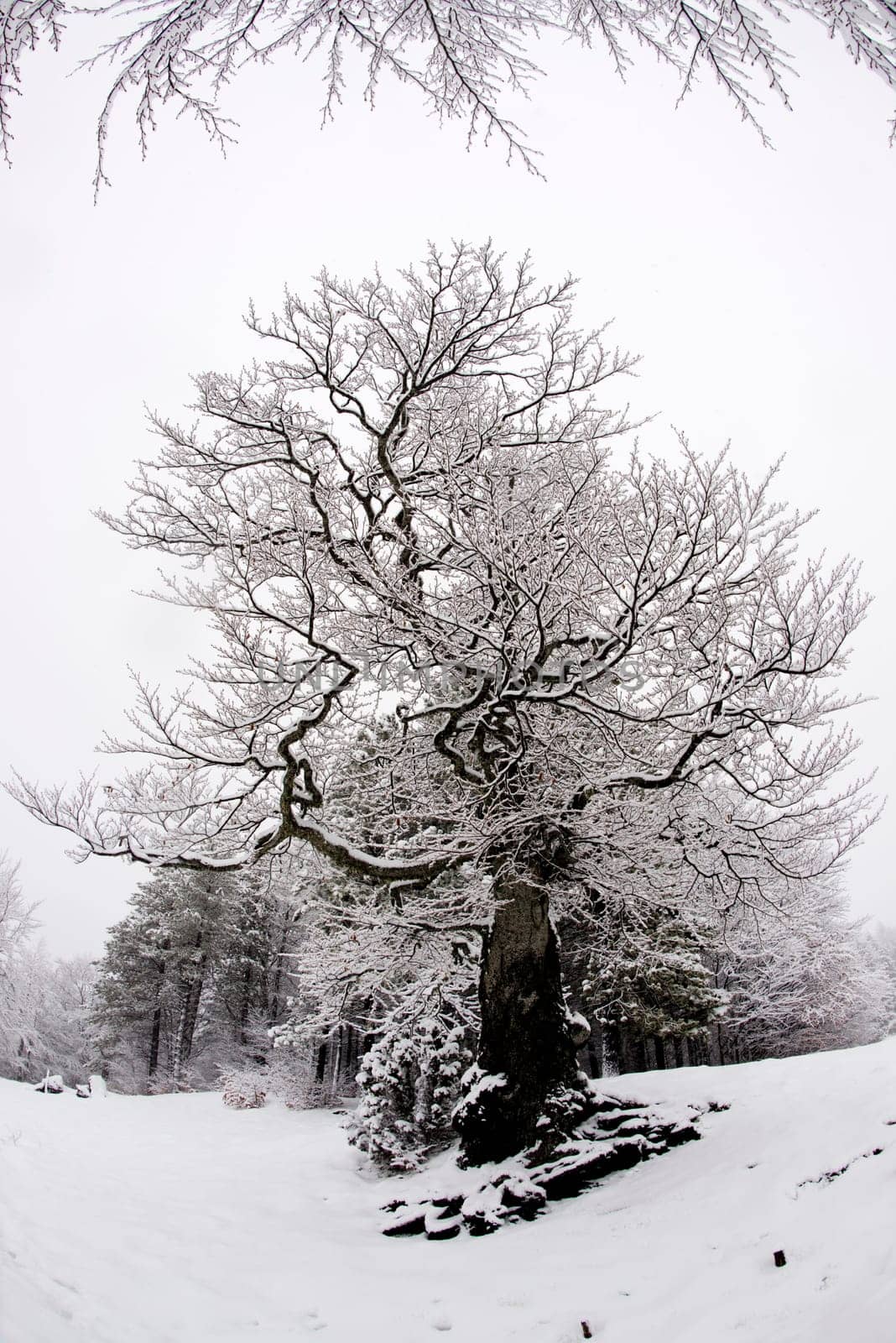 Tree branches covered by snow in winter 