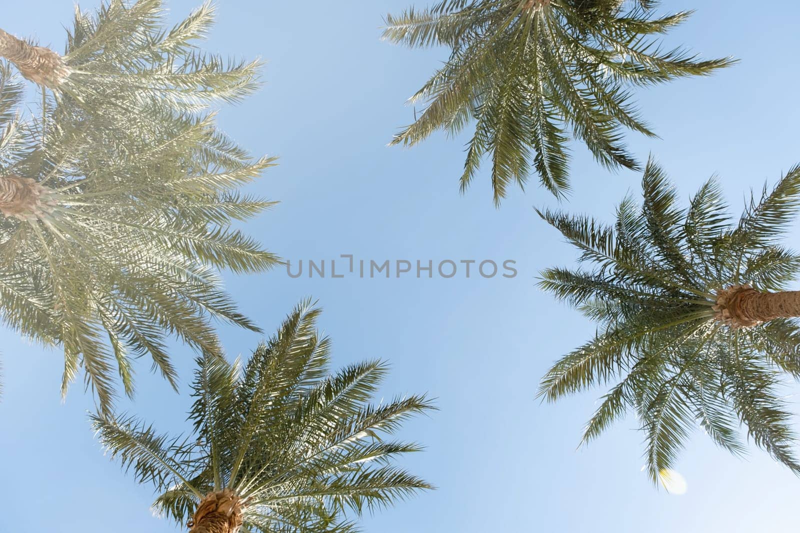 From below palm tree with green branches against cloudless blue sky by Desperada