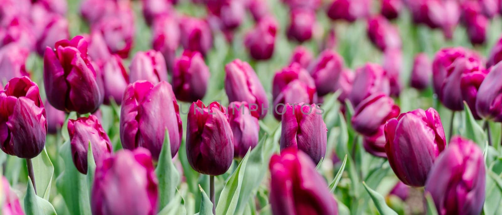 Magenta tulips spring blossoming, bokeh flower background, pastel and soft floral card, selective focus by Matiunina