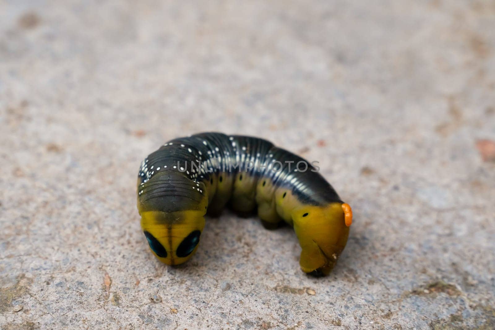 Oleander hawk moth caterpillar Daphnis nerii from European forests and woodlands. by Matiunina