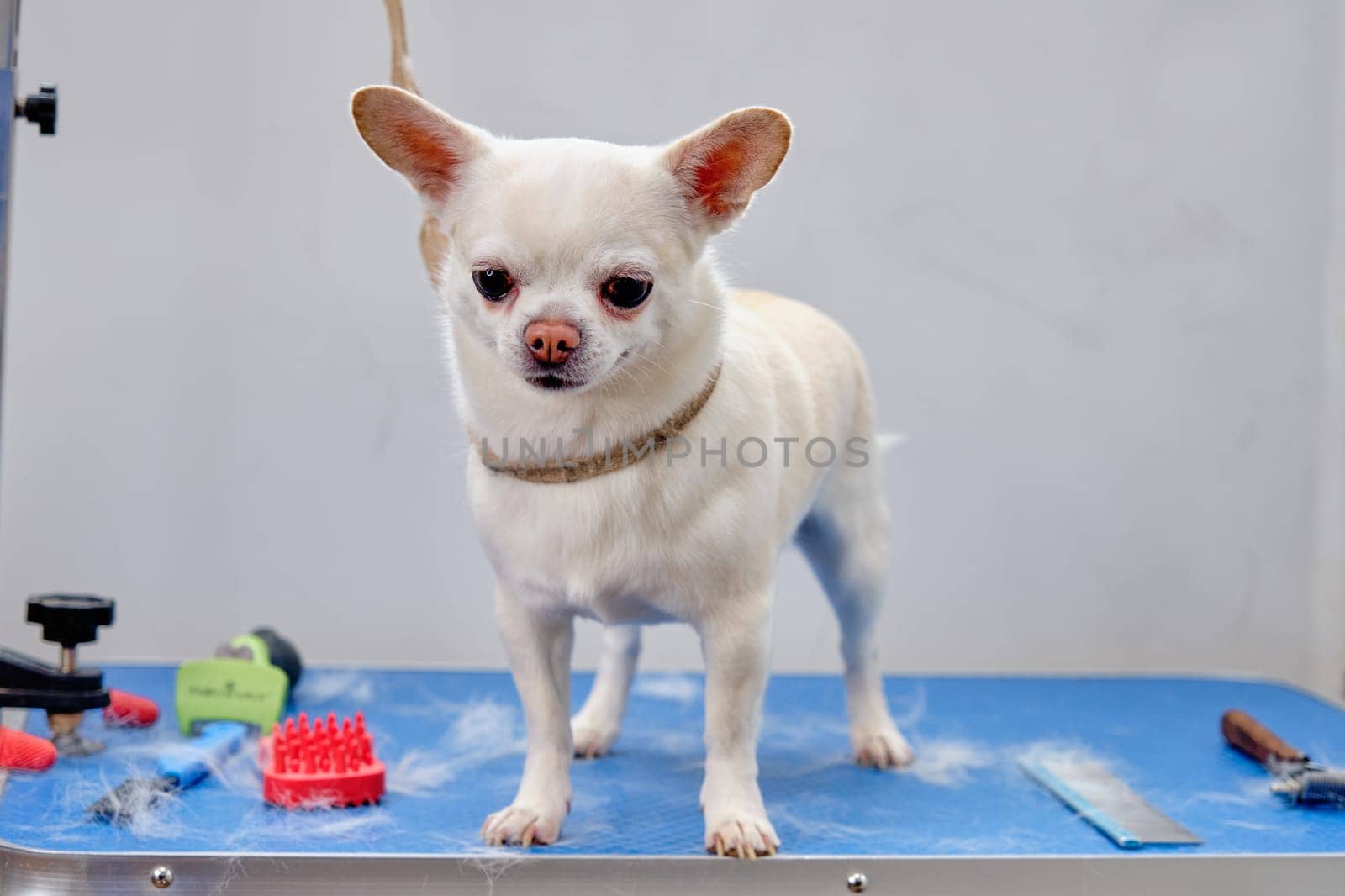 Cute chihuahua dog on the grooming table