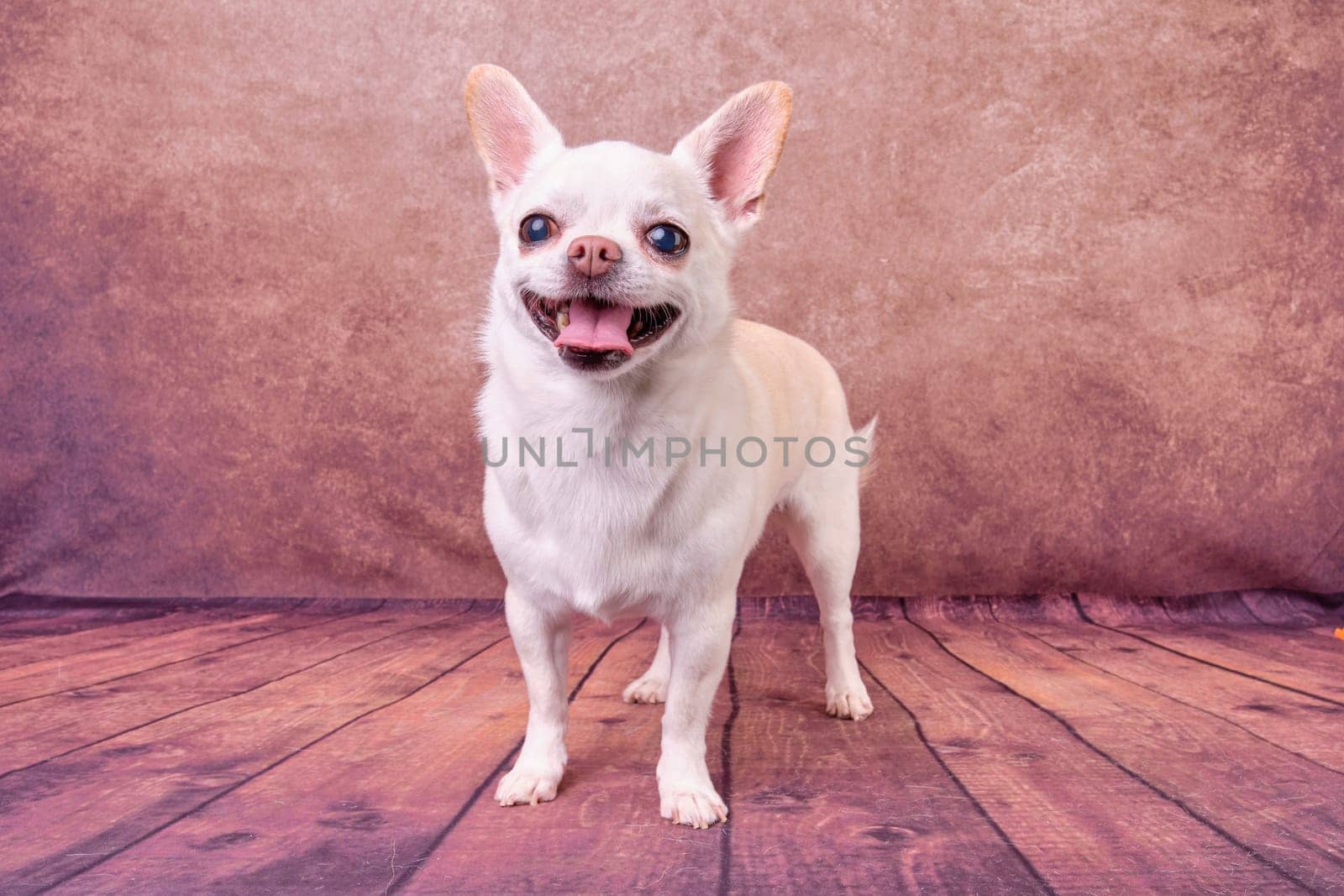 Chihuahua dog on a vintage background in a standing position