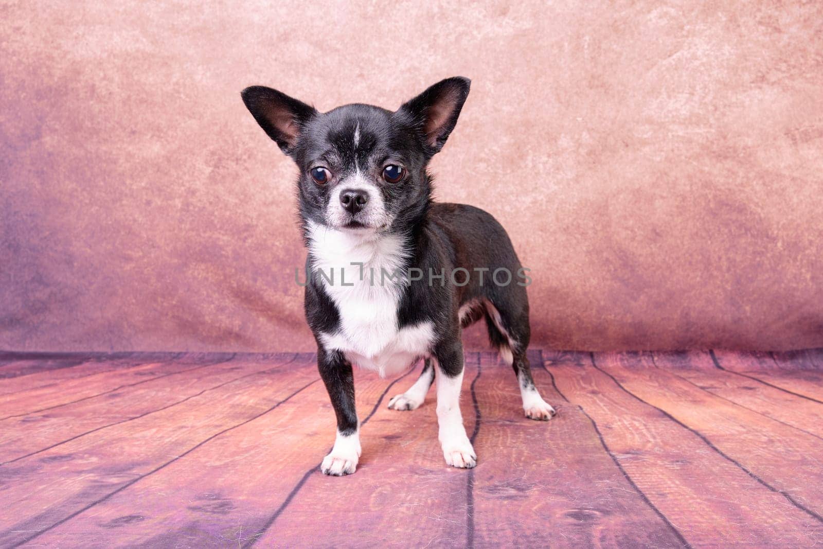 Chihuahua dog in a stand on a beautiful background