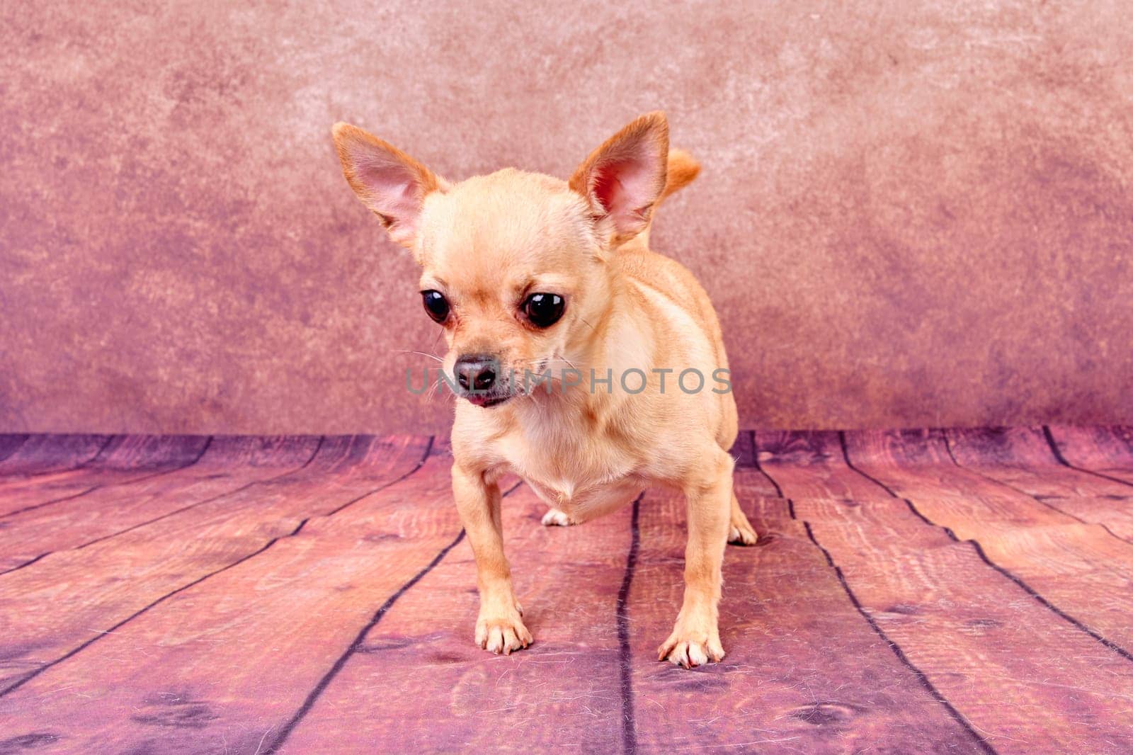 Charming chihuahua dog in a standing position.