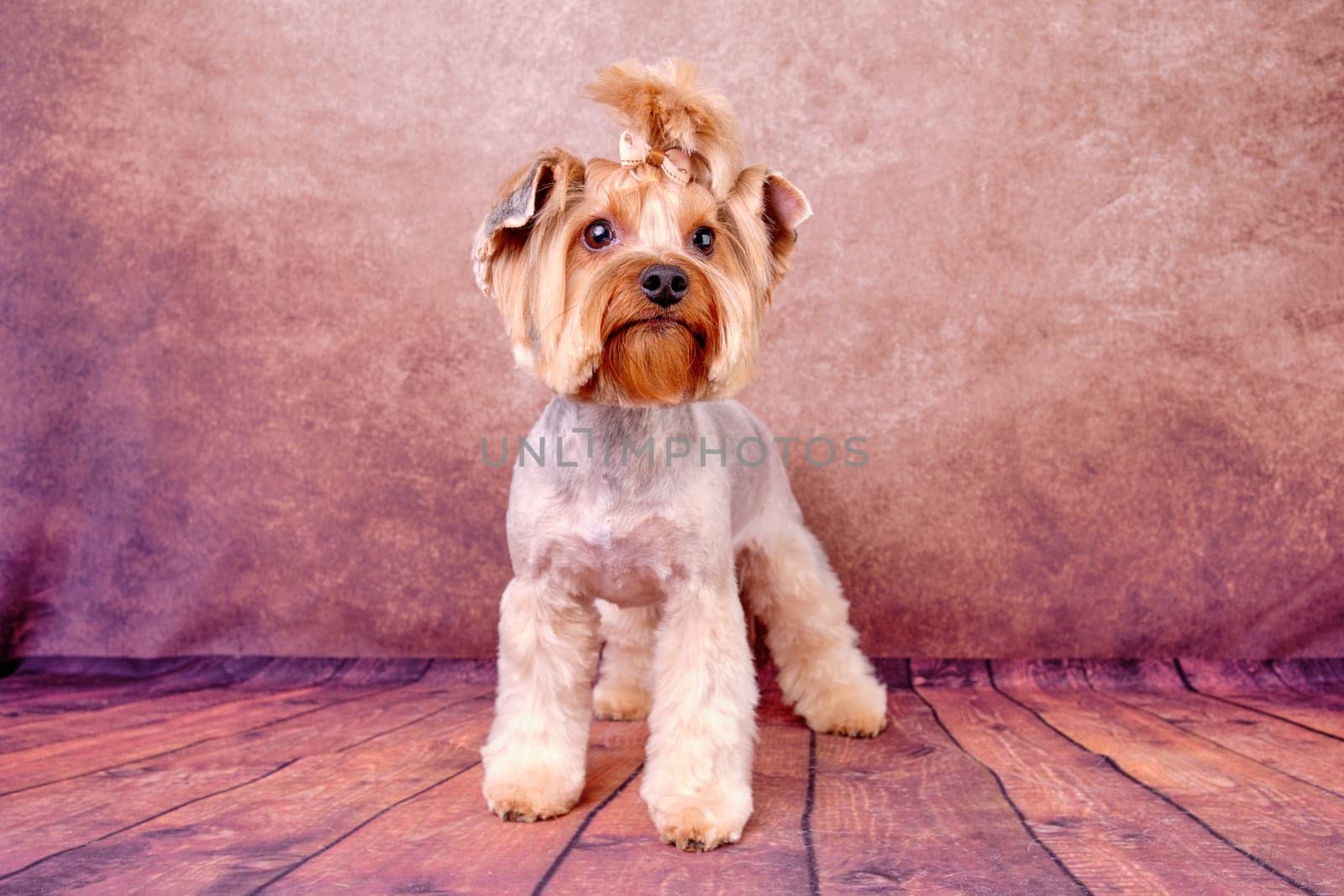 A Yorkshire Terrier dog with a beautiful daily haircut for the convenience of life