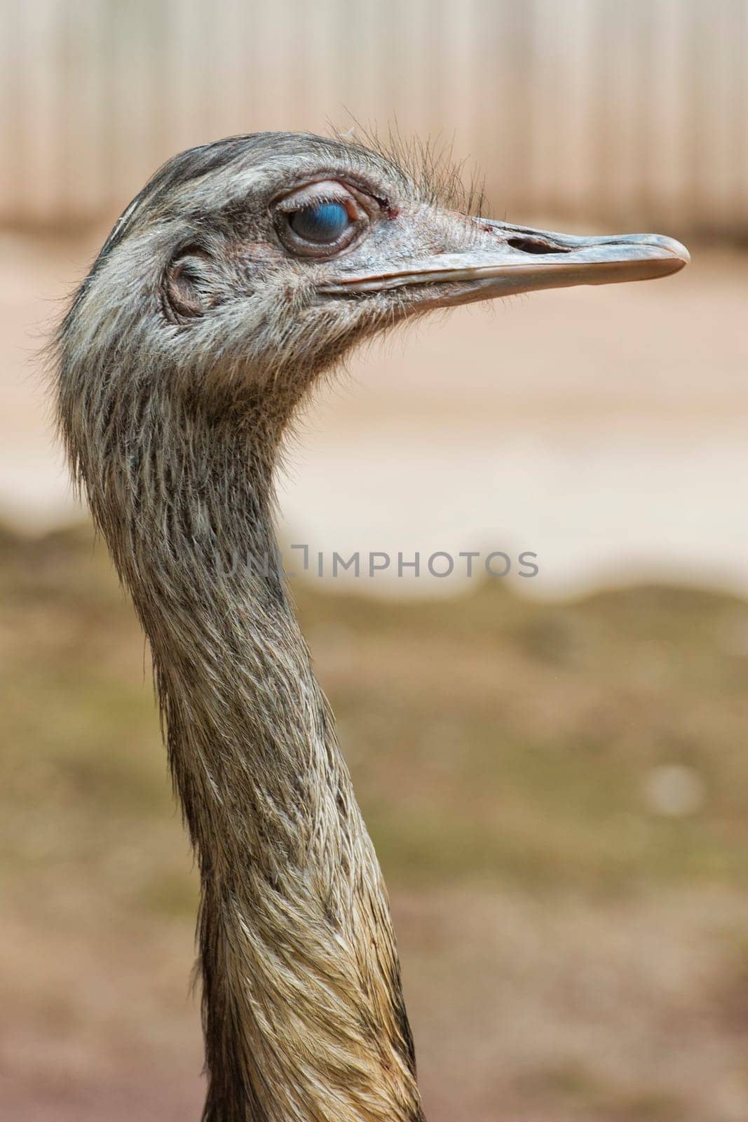 Isolated ostrich head detail while looking at you