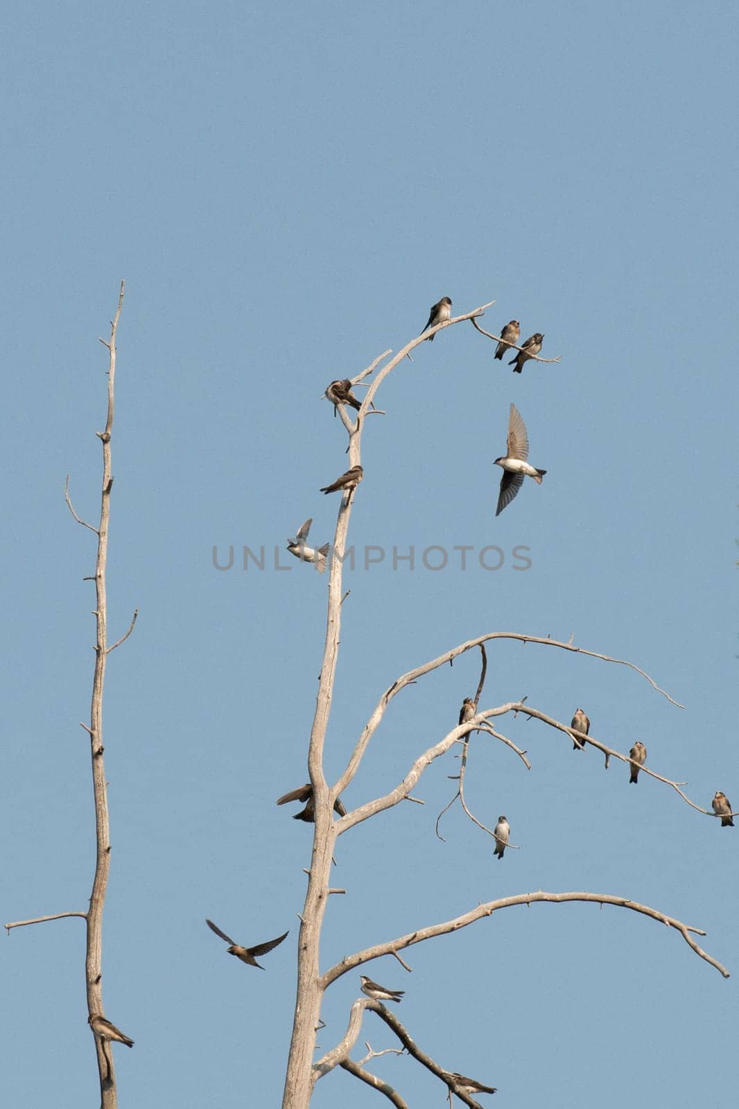 Swallows on a tree by AndreaIzzotti