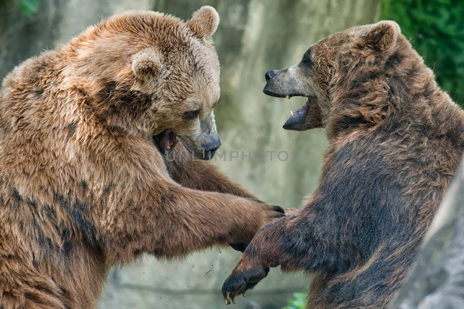 Two black grizzly bears while fighting close up portrait