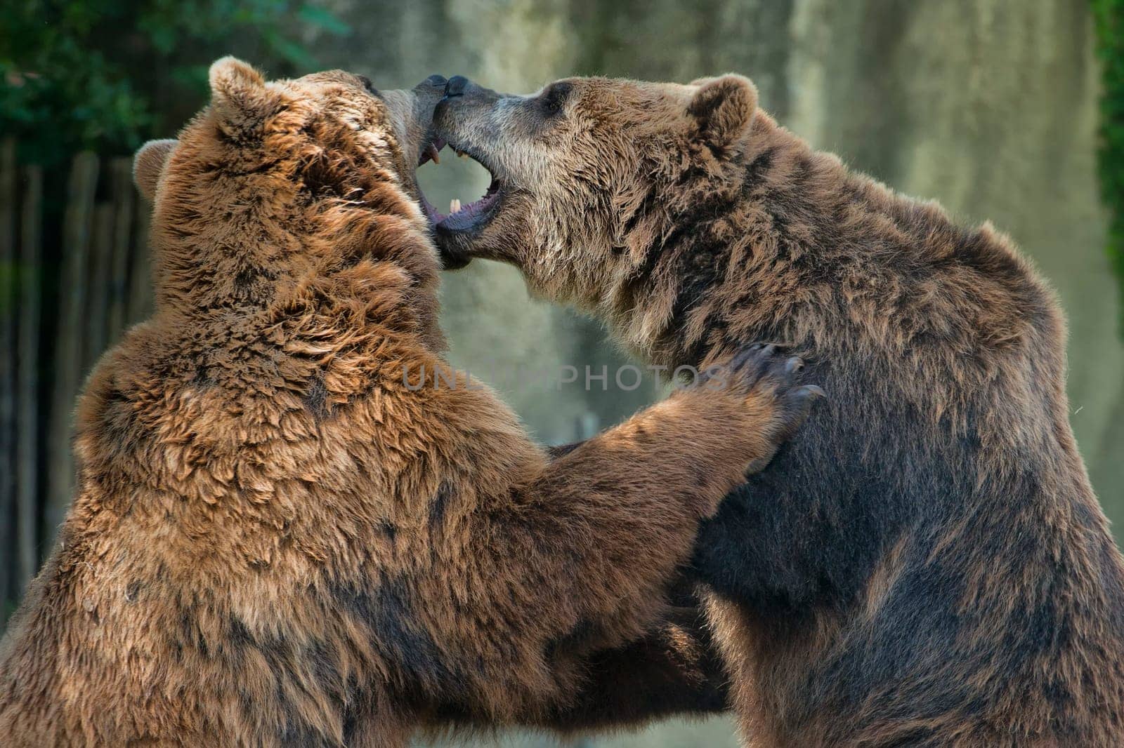 Two brown grizzly bears while fighting close up portrait