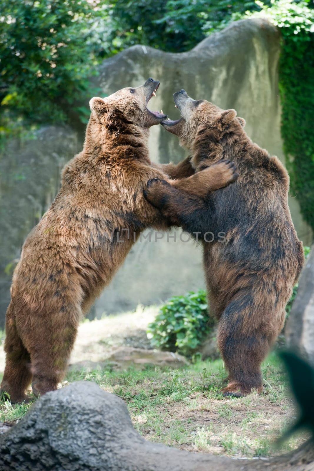 Two black grizzly bears while fighting by AndreaIzzotti