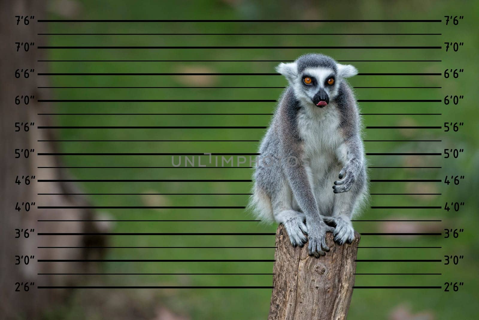 lemur monkey close up portrait