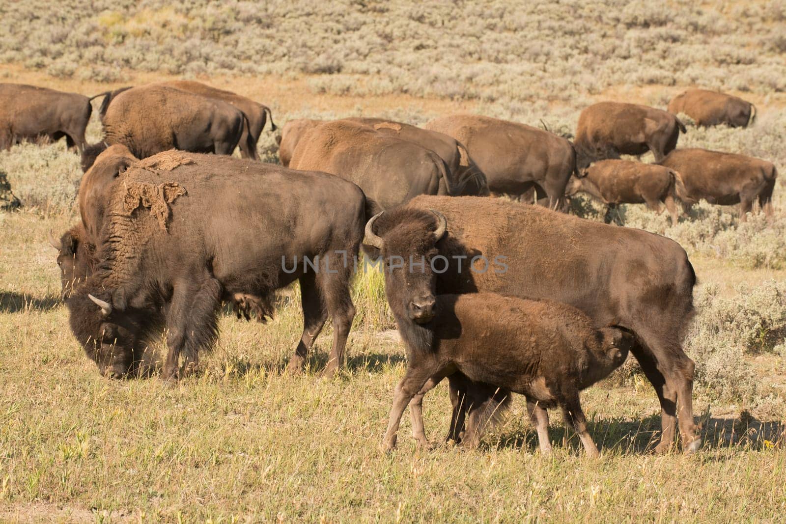 Buffalo Bison in Yellowstone by AndreaIzzotti