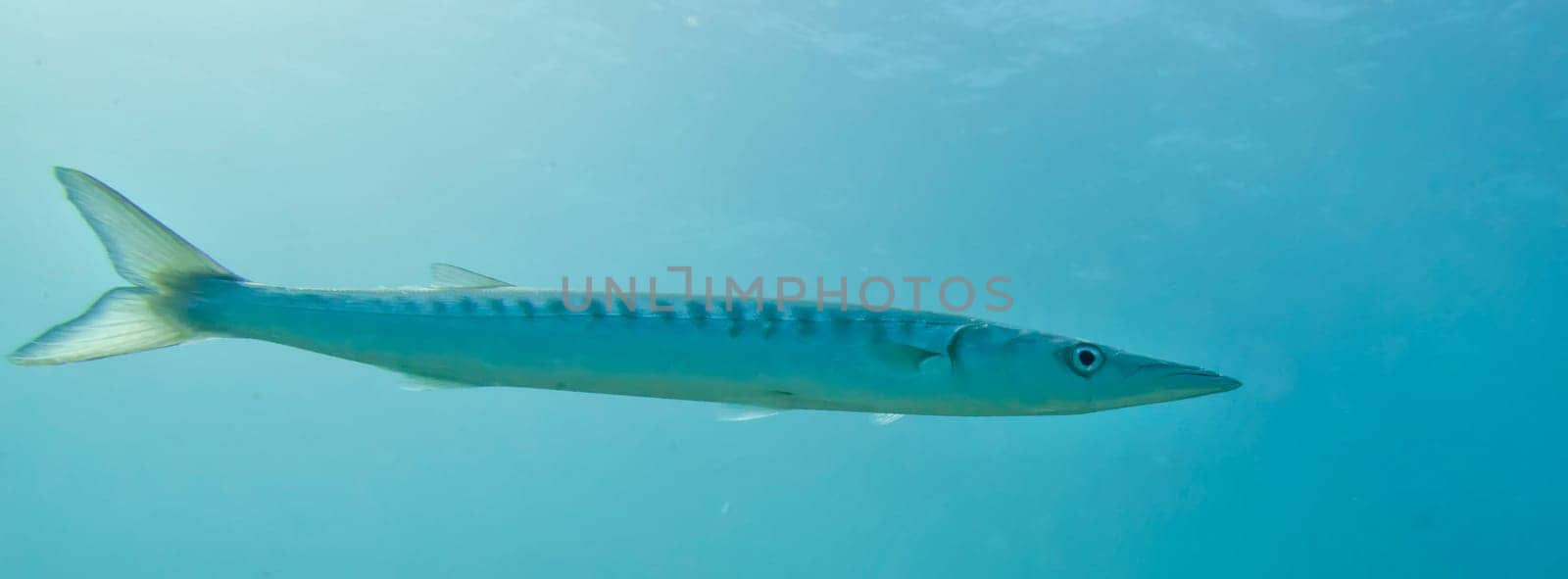 Barracuda Fish underwater close up portrait