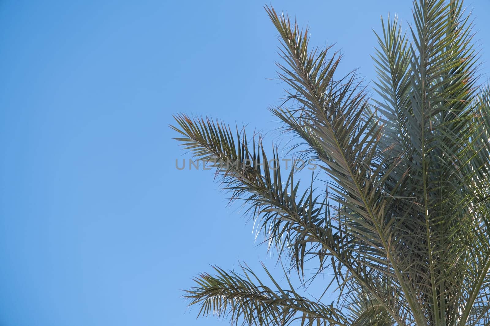 From below palm tree with green branches against cloudless blue sky by Desperada