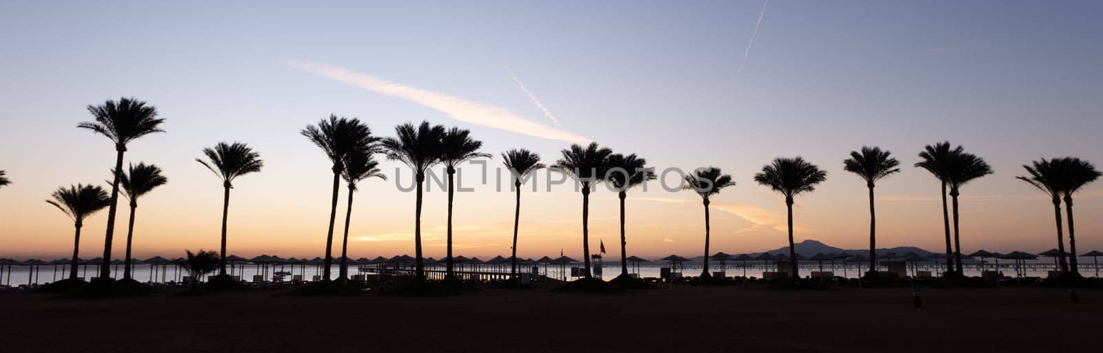 Silhouette coconut palm trees on beach at sunrise by Desperada